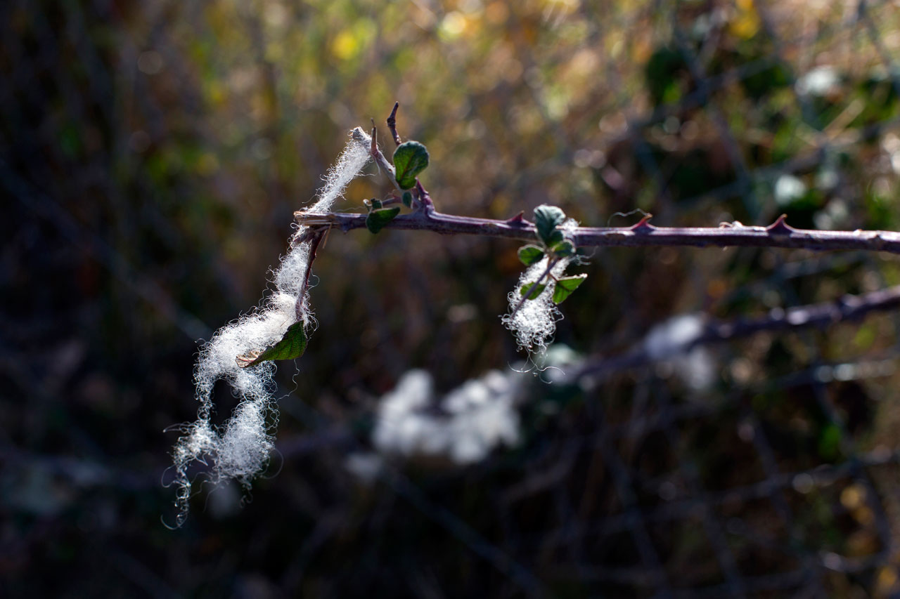 Esther_Naval_Legado_14